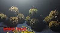 Durian