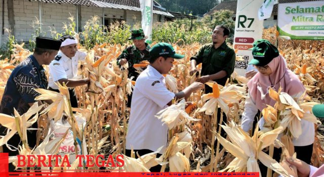 Panen Jagung